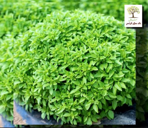 شتلات الريحان اليوناني القزم