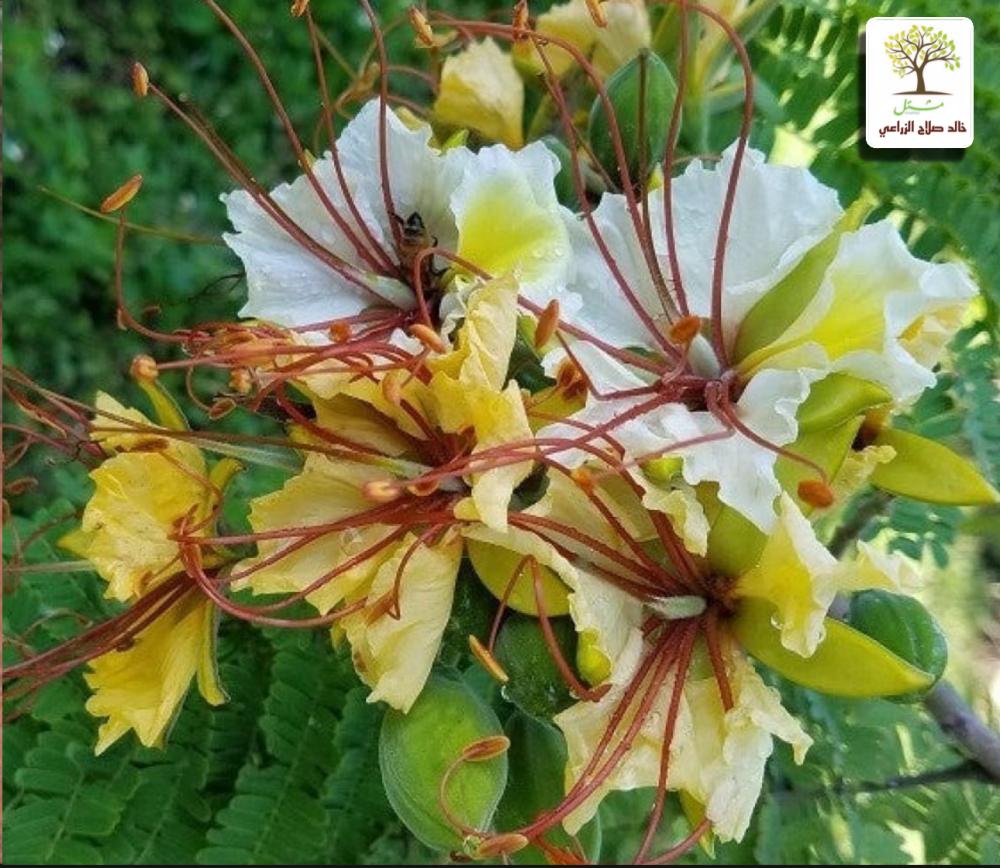 شتلات شجرة الرنف النادره