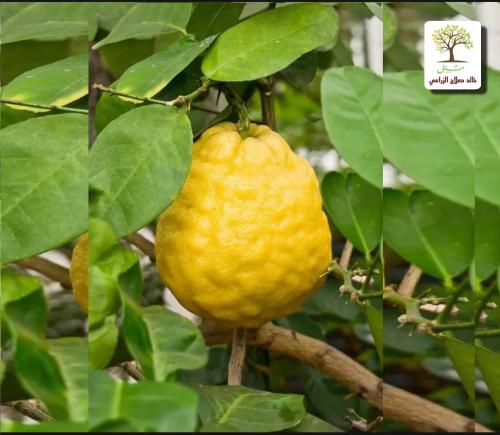 شتلات ترنج مطعم