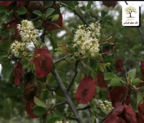 شجرة الثُعب - ترمناليا بروني ( Terminalia Brownii...