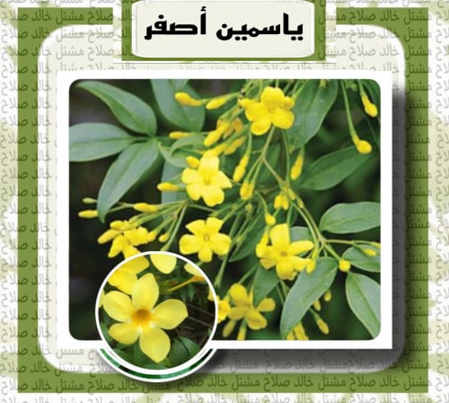 ياسمين اصفر - الياسمين الايطالي