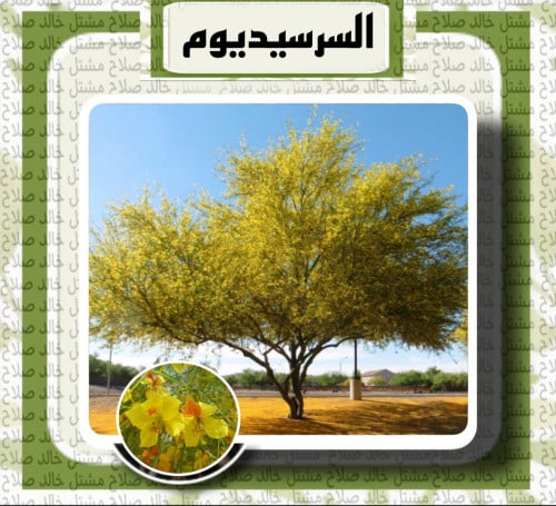 شجرة السرسيديوم