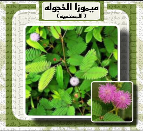 ميموزا الخجوله ( المستحيه )