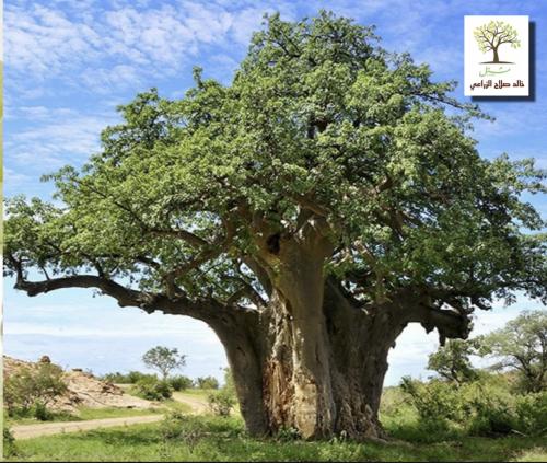 شجرة التبلدي - Adansonia)