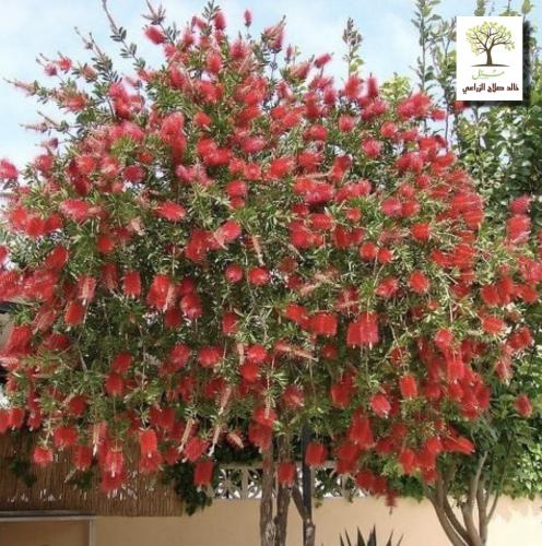 فرشاة الزجاج