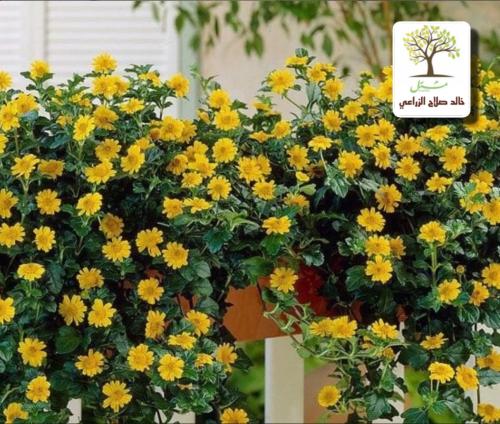 ويديليا رجل الارنب