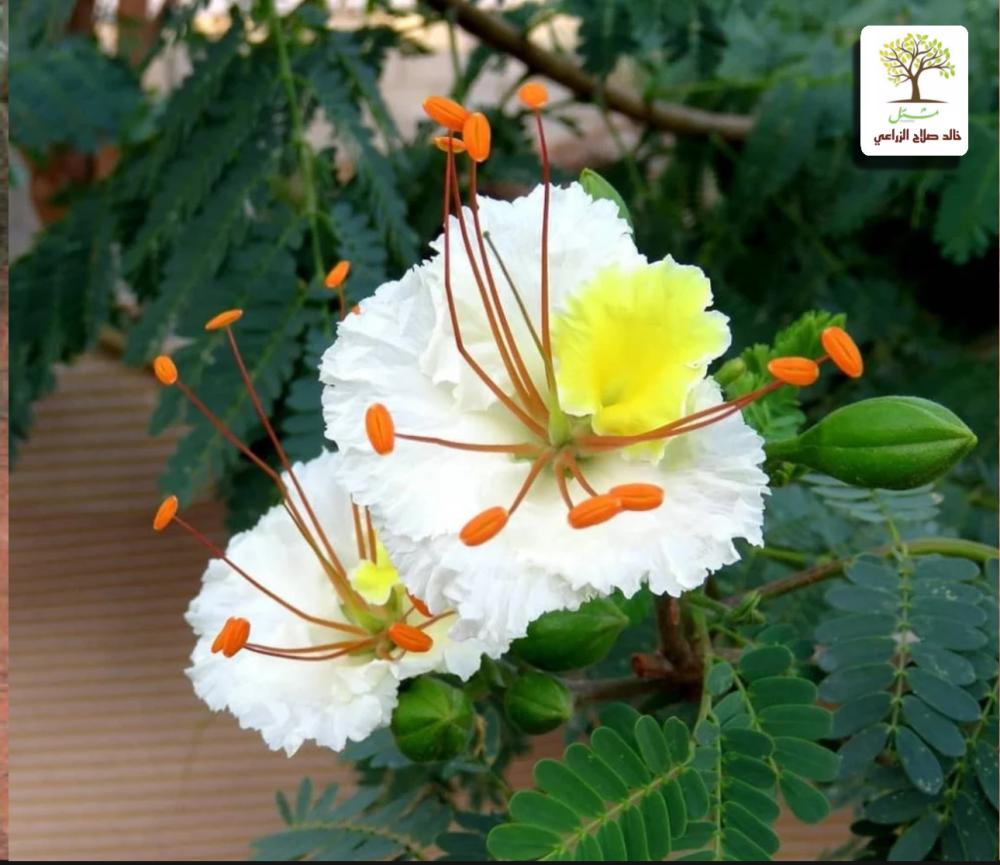 شتلات شجرة الرنف النادره