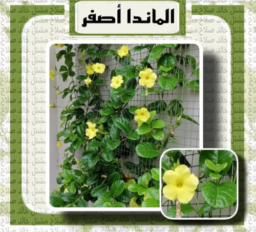 الماندا اصفر
