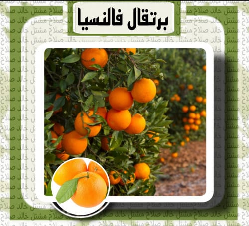 برتقال فالنسيا - عمر 18 شهر