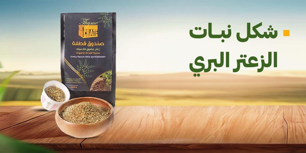 شكل نبات الزعتر البري