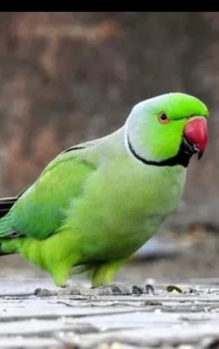 فروخ ببغاء الدرة