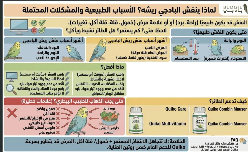 لماذا ينفش البادجي ريشه؟ الأسباب الطبيعية والمشكلات المحتملة