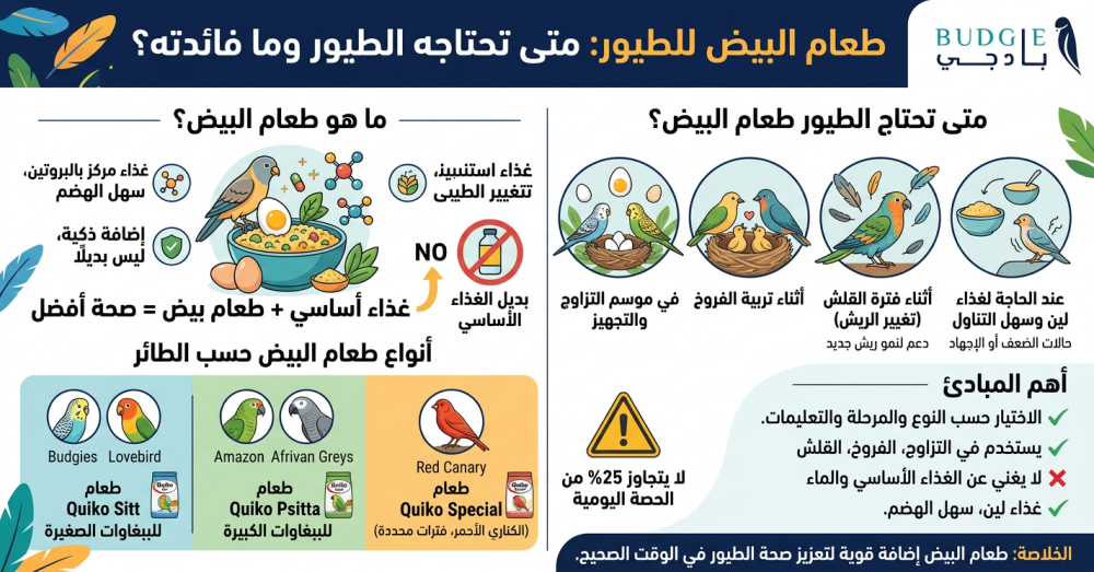 طعام البيض للطيور: متى تحتاجه الطيور وما فائدته؟