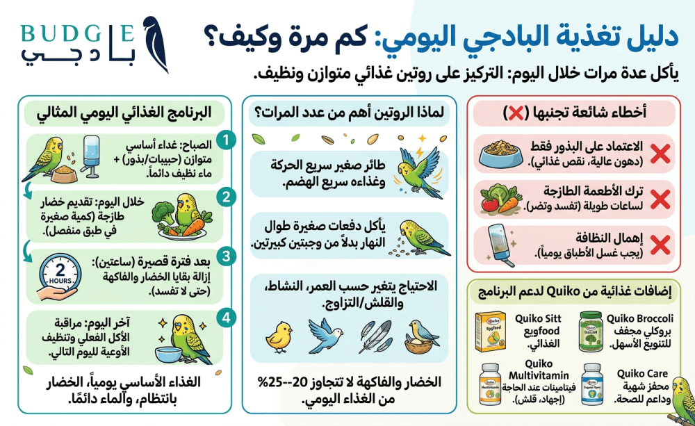 عدد وجبات البادجي يوميًا وكيف تنظم أكله بطريقة صحية وسهلة