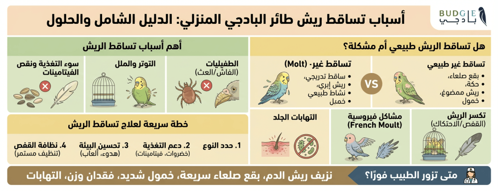 أسباب تساقط ريش طائر البادجي المنزلي (الدليل الشامل + الحلول)