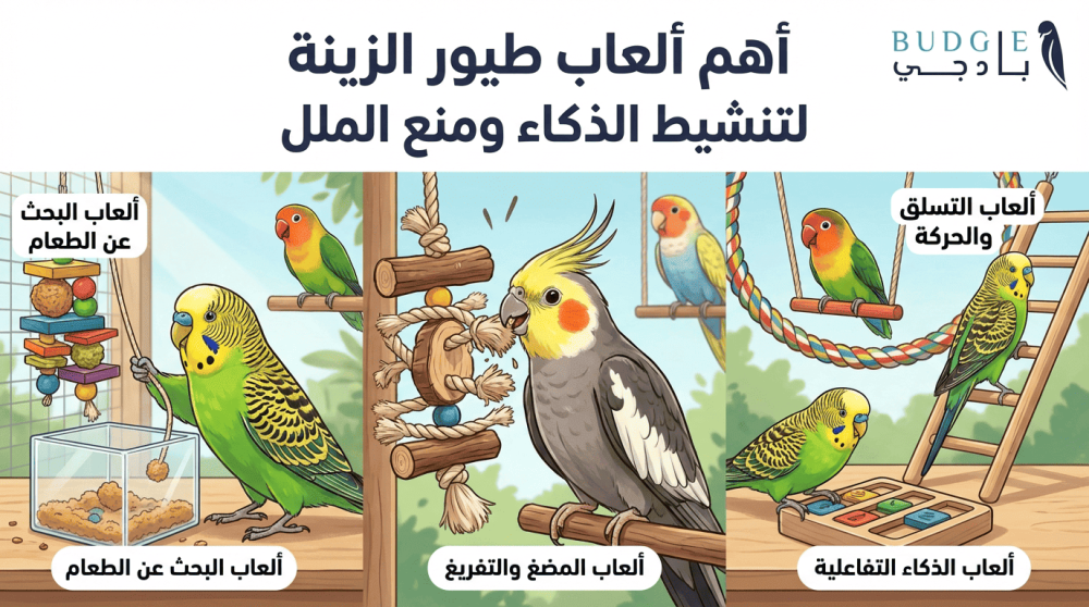 أهم ألعاب طيور الزينة لتنشيط الذكاء ومنع الملل