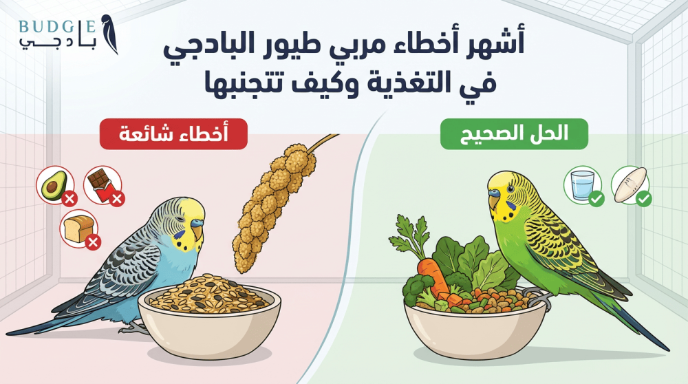 أشهر أخطاء مربي طيور البادجي في التغذية وكيف تتجنبها
