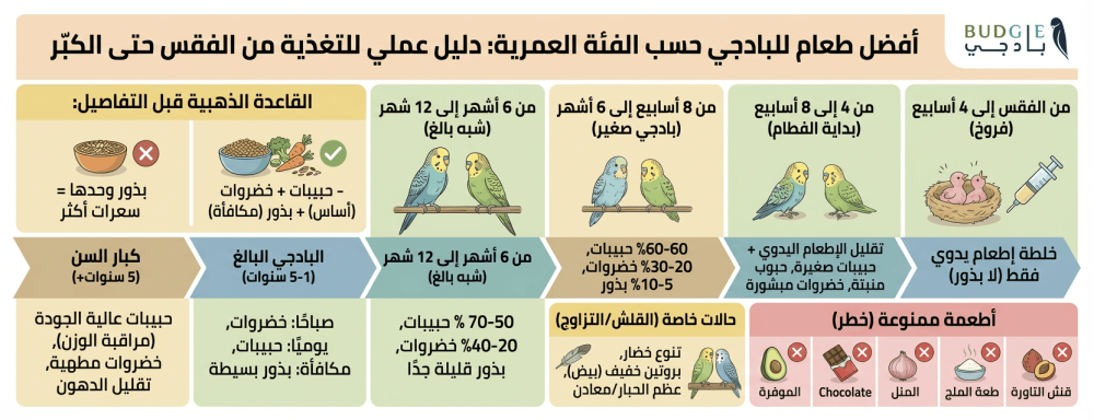 دليل شامل لتغذية طائر البادجي حسب الفئة العمرية: من الفقس والفطام إلى