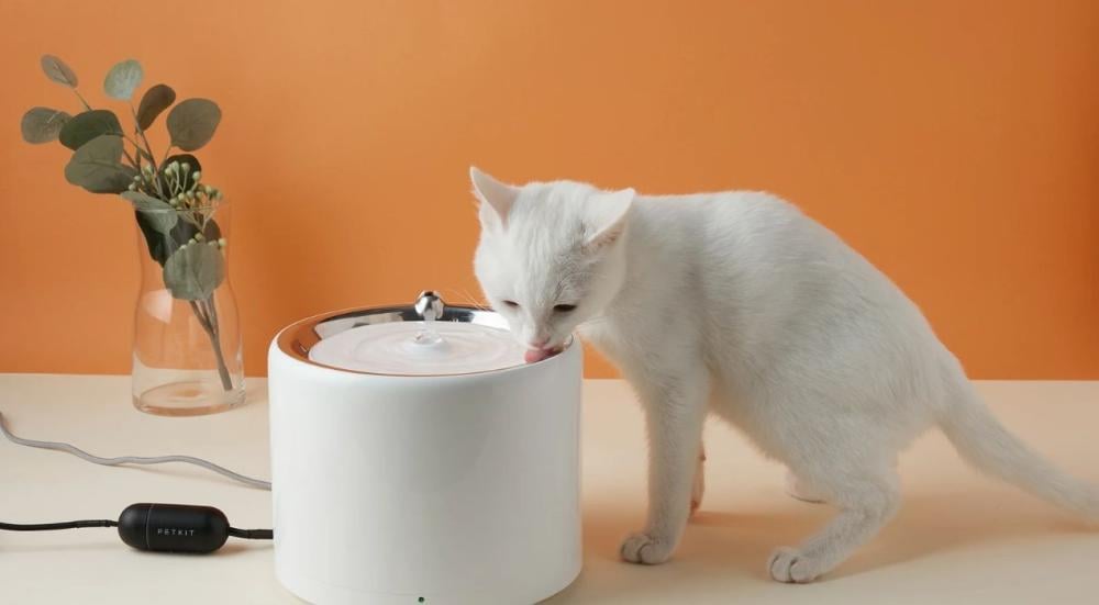 Smart water fountain for animals