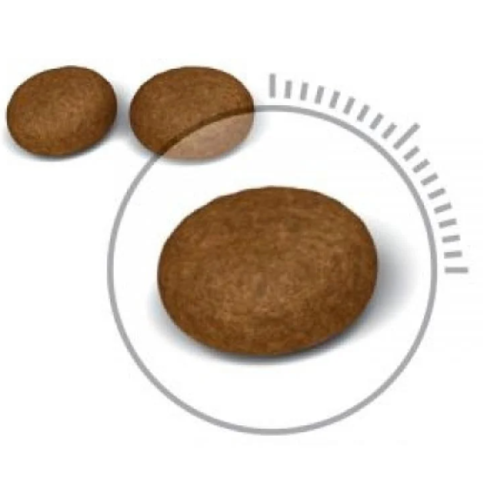 رويال هير اند سكين طعام جاف للعناية بالجلد والفراء Royal Canin Hair