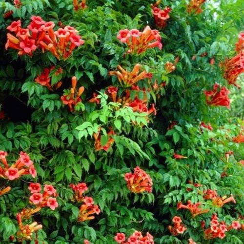 بذور متسلقة البوق ( Campsis radicans )