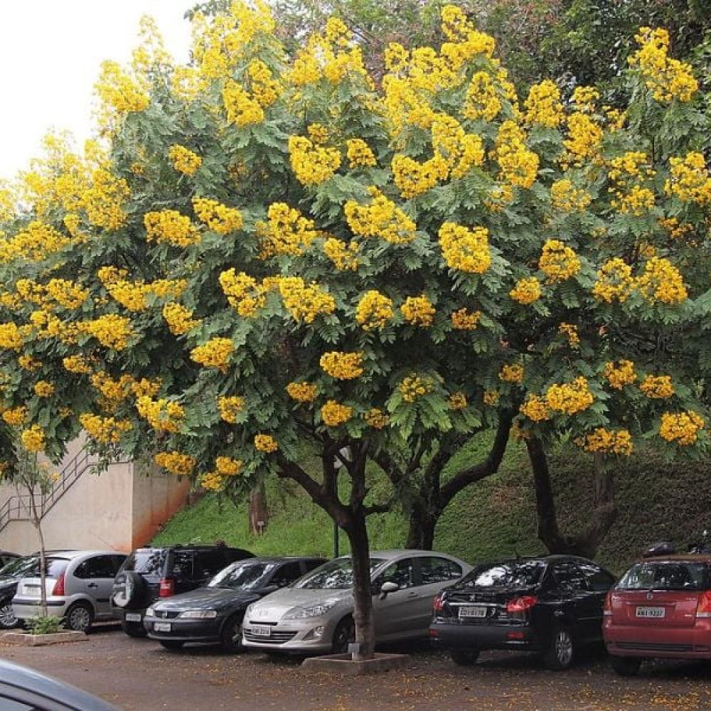 بذور شجرة كاسيا سبيكتابيلس Cassia spectabilis