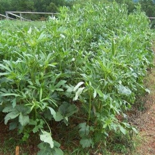 بذور نبات البامية ( Abelmoschus esculentus )