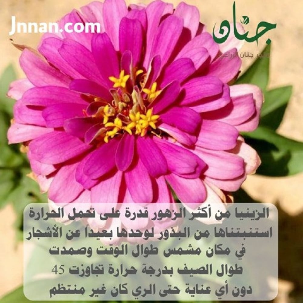 بذور الزينيا الملونة ( Zinnia elegans )