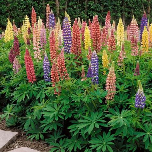 بذور زهور الترمس الملون ( Lupinus polyphyllus )