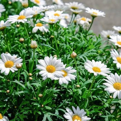 بذور زهور مارجريت ( Argyranthemum frutescens )