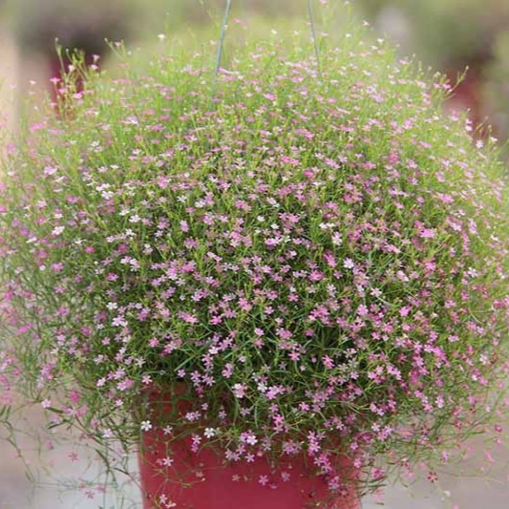 بذور زهرة جيبسوفيلا ريبينز ( Gypsophila repens )