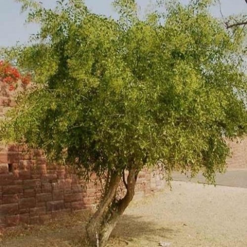 بذور شجرة الاراك - المسواك ( Salvadora Persica )