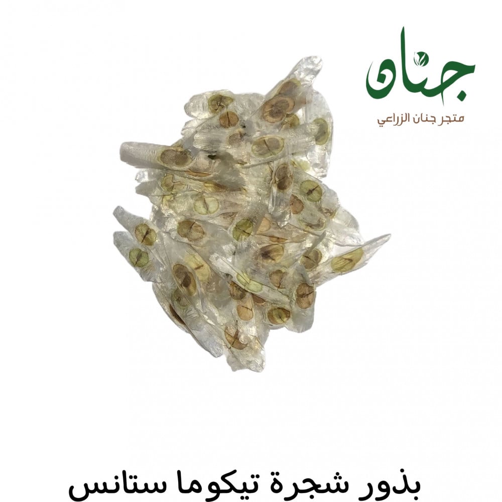 بذور شجرة تيكوما ستانس