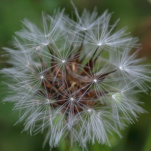 بذور العضيد - اليعضيد  ( Urospermum picroides )