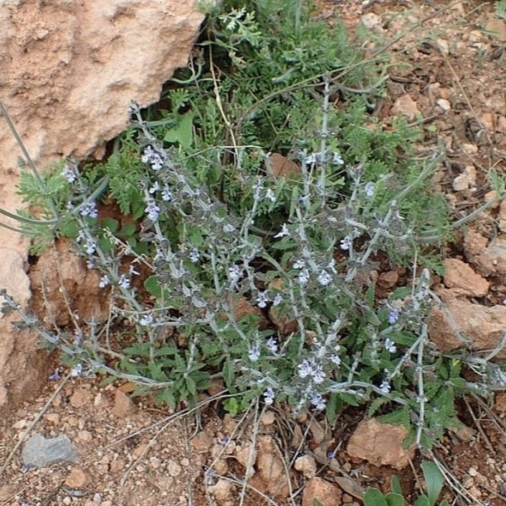 بذور الرعلا ( Salvia aegyptiaca )