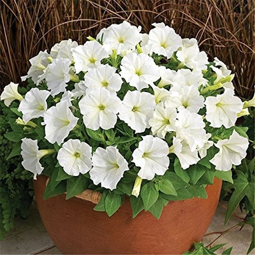 بذور زهرة البيتونيا البيضاء ( Petunia )