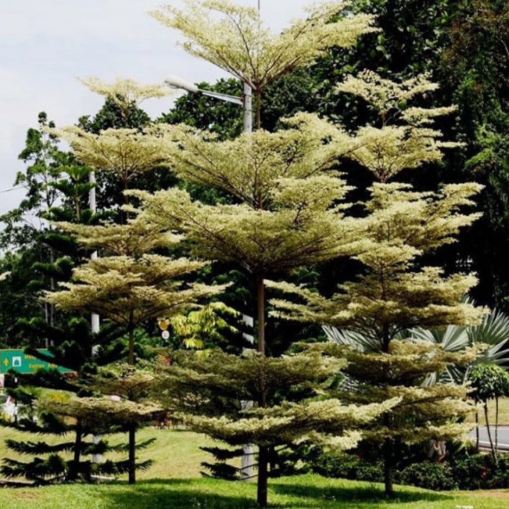 بذور شجرة ترمناليا منتالي ( Terminalia mantaly )