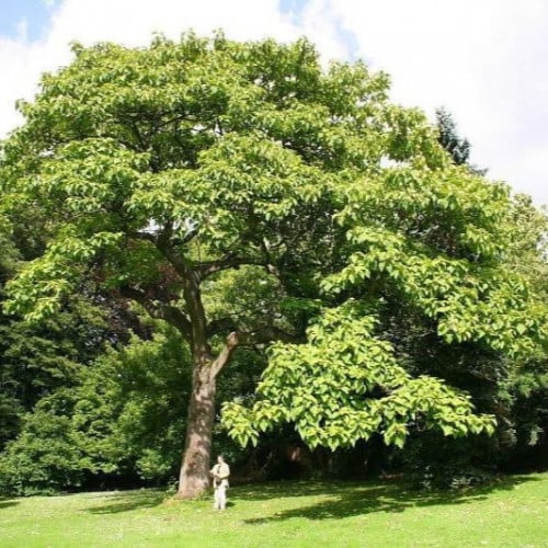 بذور شجرة ترمناليا أرجونا ( Terminalia arjuna )