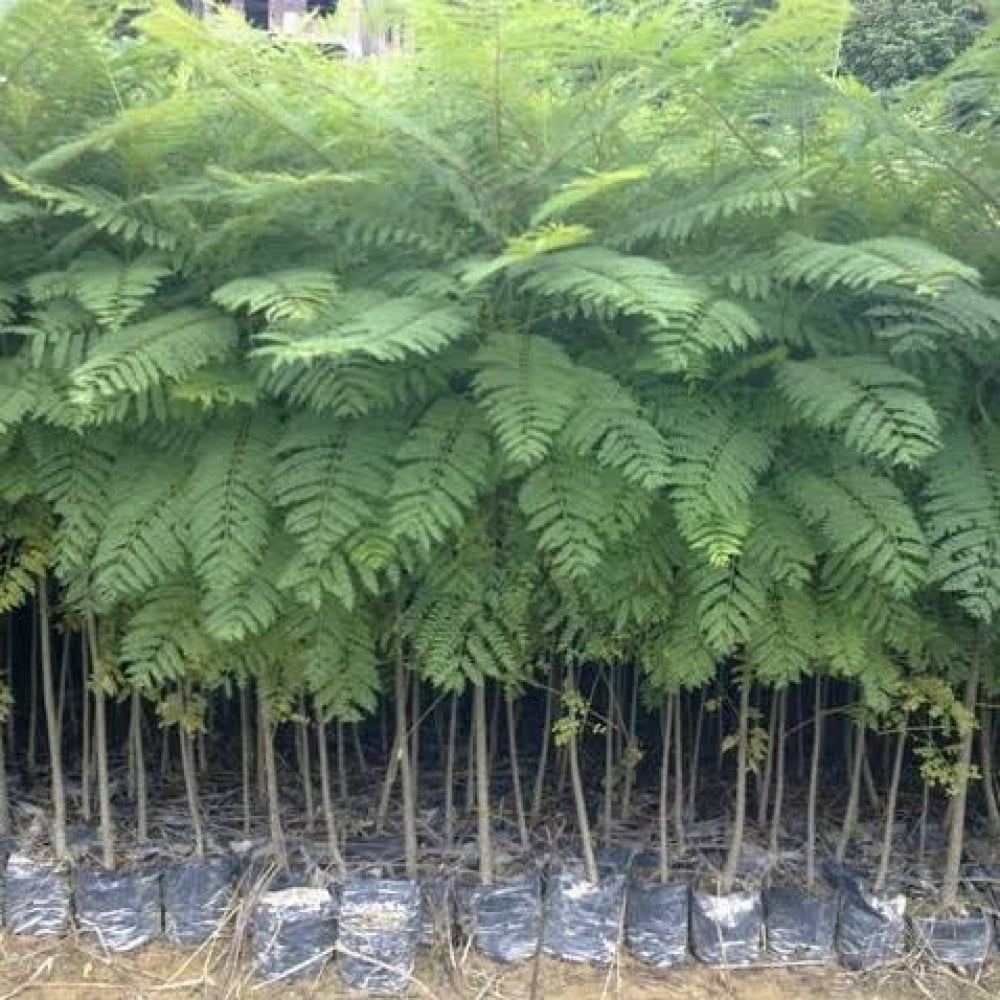 بذور الجاكرندا البنفسجية ( Jacaranda mimosifolia )