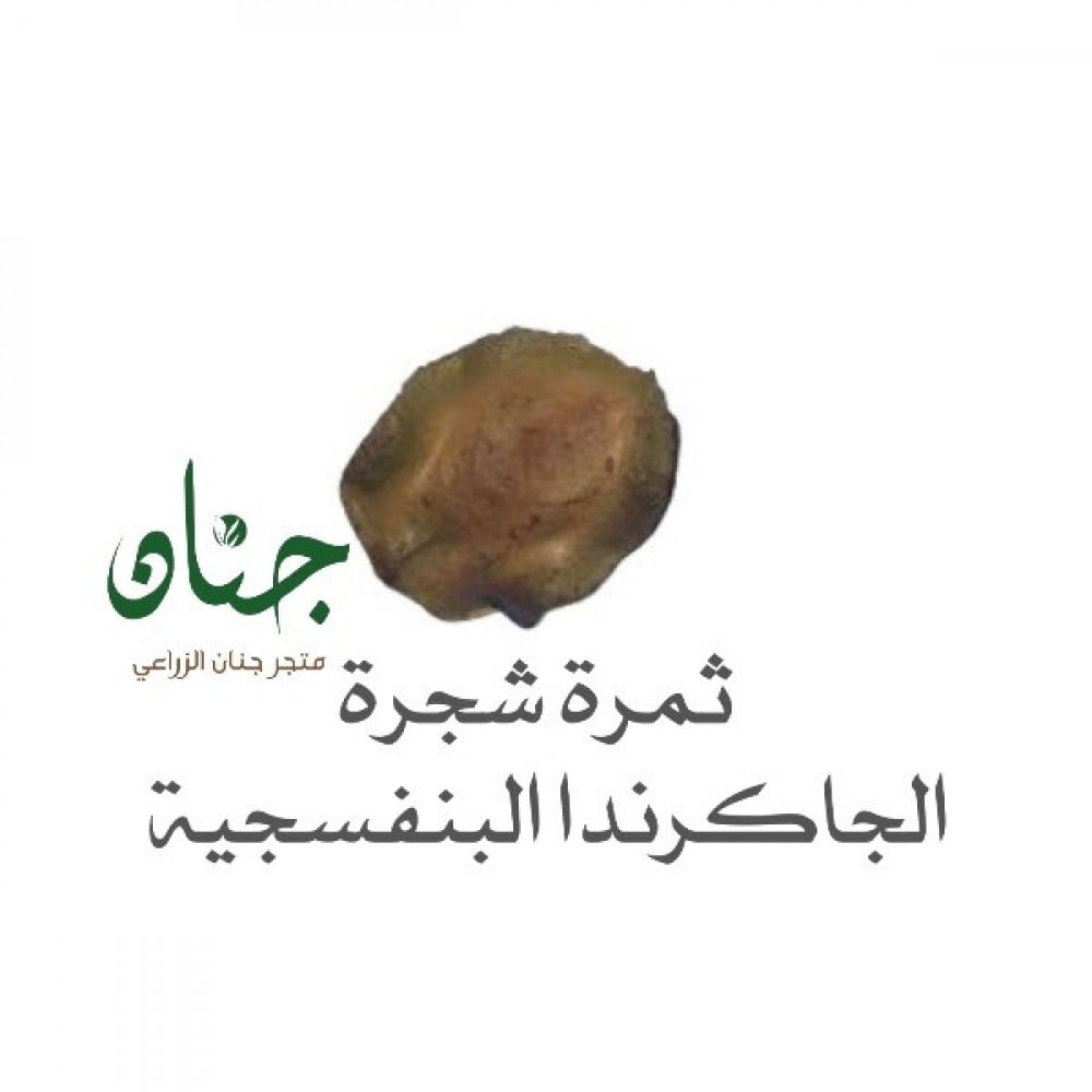 بذور الجاكرندا البنفسجية ( Jacaranda mimosifolia )