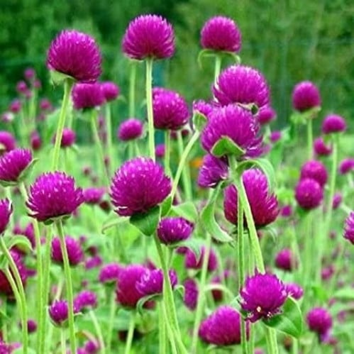 بذور زهرة جمفرينا ( Gomphrena globosa )