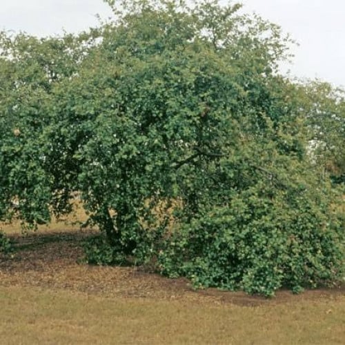 بذور شجرة السدر البري ( ziziphus nummularia )