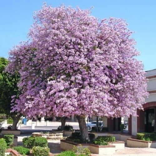 بذور البوهينيا - خف ‫الجمل ( Bauhinia variegata )