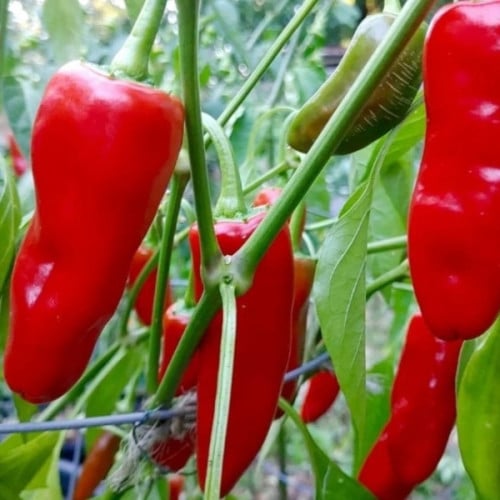 بذور الفلفل الحار الاحمر ( Capsicum annuum )