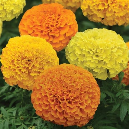 بذور زهرة القطيفة المخملية ( Tagetes erecta )