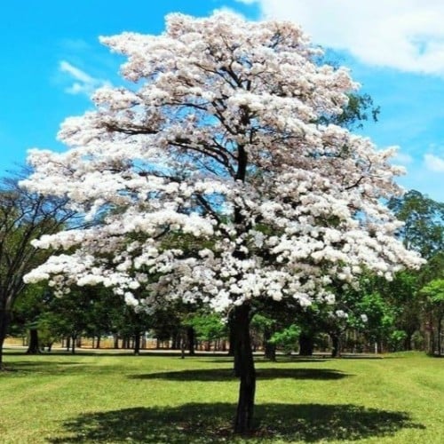 بذور شجرة التابوبيا البيضاء ( Tabebuia roseo-alba...