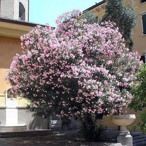 بذور الدفلى - الدفله الورديه (Nerium oleander)