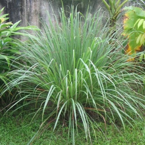 بذور عشبة الليمون العطرية ( Cymbopogon citratus )