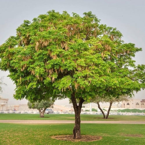 بذور شجرة اللبخ ( Albizia lebbeck )