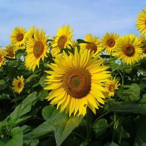 بذور دوار الشمس الأصفر ( Helianthus annuus )